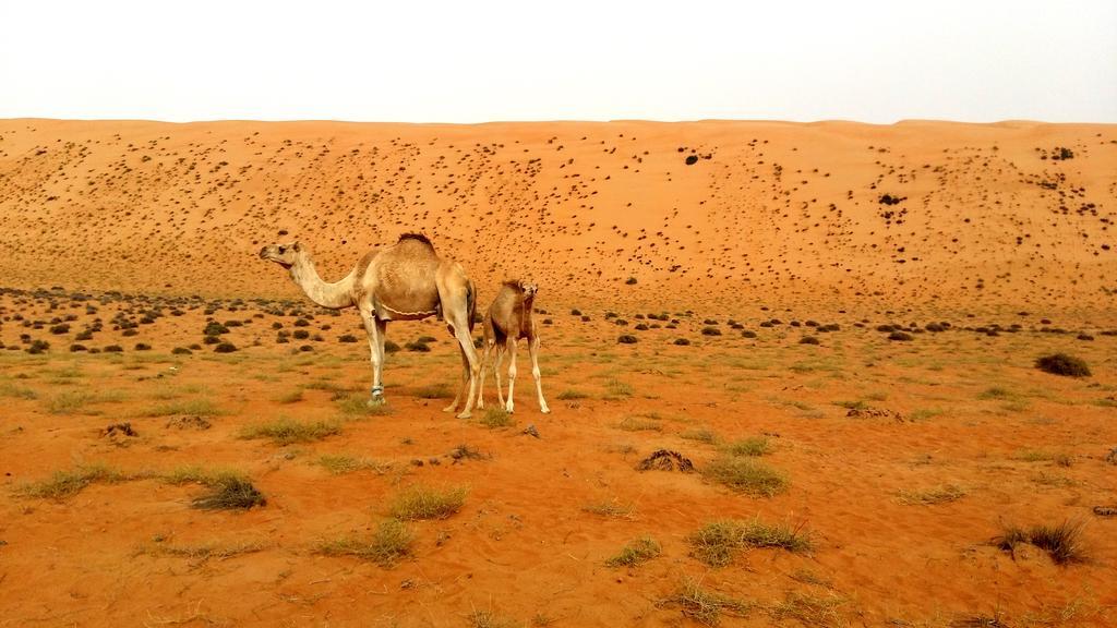 Silent Dunes Camp Ḩawīyah Exterior foto